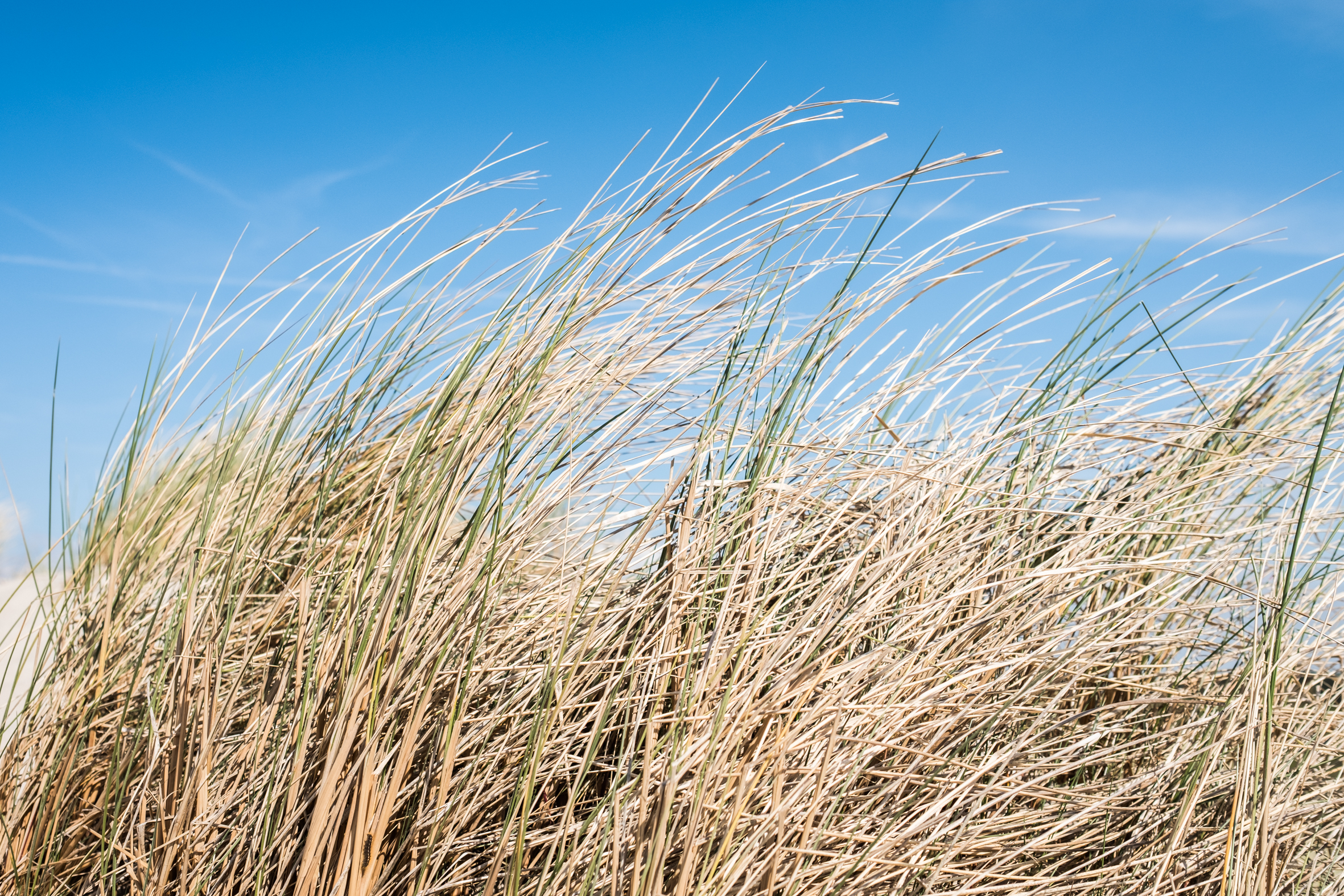 Gräser im Wind in Cayeux