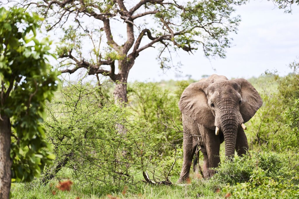 afrikanischer Elefant im Krüger Nationalpark in Südafrika zwischen grünen Büschen und Bäumen