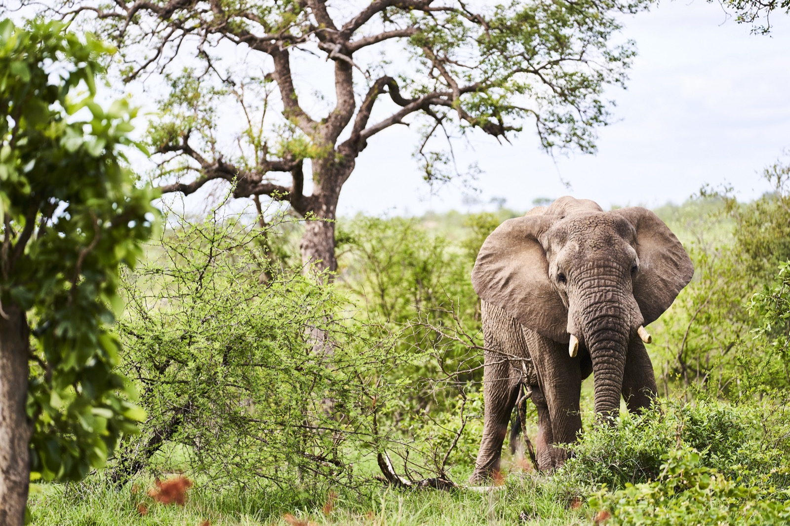 afrikanischer Elefant im Krüger Nationalpark in Südafrika zwischen grünen Büschen und Bäumen