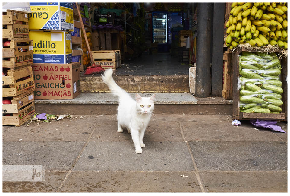 weiße neugierige und verschmuste Katze in Buenos Aires vor einem Gemüseladen