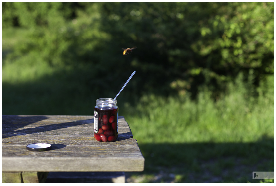 Biene fliegt über dem Glas eingelegter Kirschen