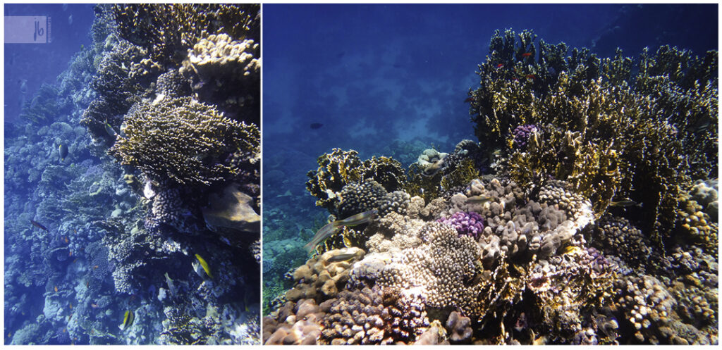 die Unterwasserwelt mit bunten Korallen in Ägypten