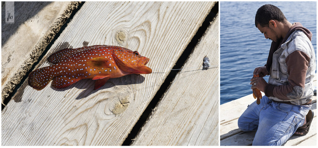 bunte Fische am Haken eines Anglers in Ägypten