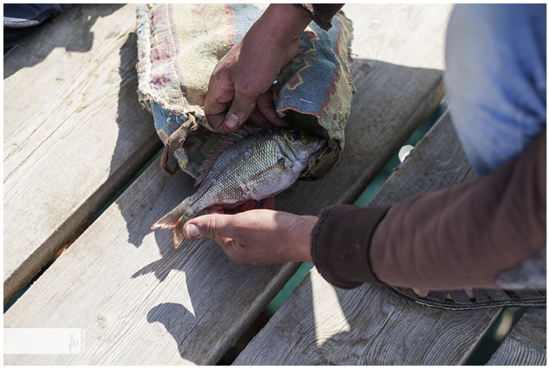 tote Fische im Stoffbeutel eines Anglers in Ägypten