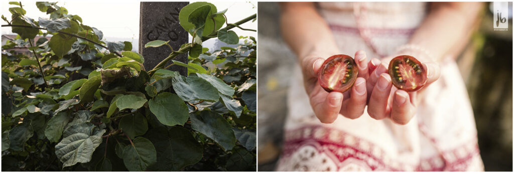 Tomaten und Kiwi in Portugal