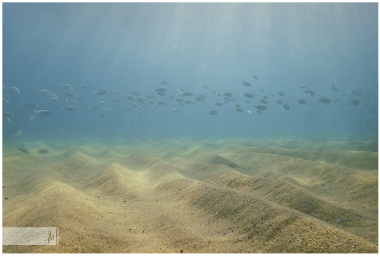 der Meeresboden mit seinen Wellenförmigen Sandaufhäufungen und kleinen Fischen mit einfallender Sonne