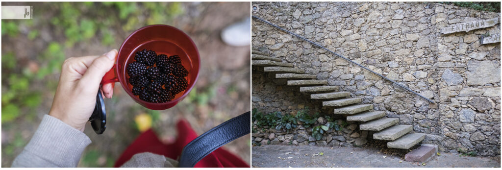 Brombeeren gepflückt in einem Wald in dem an einer Steinmauer eine Steintreppe empor geht