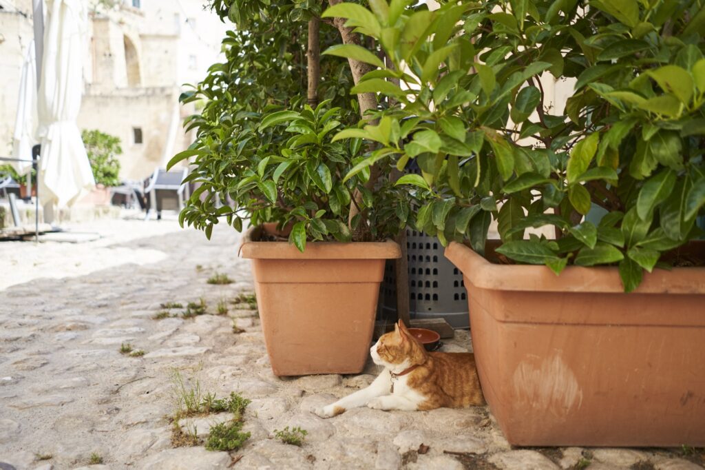 eine orange Katze mit rotem Halsband zwischen Blumenkasten vor einem Restaurant 