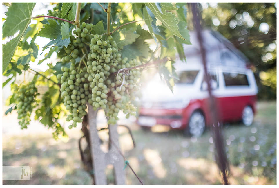 viele Weinreben und im Hintergrund der rot weiße VW Bus