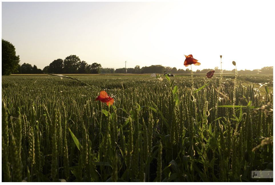 ein Mohnfeld und mittendrin unser Zelt