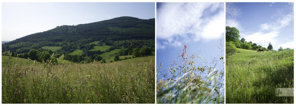 bunte Blumenwiesen im Elsass, auf einer steht ein Pferd im geschwungenen Hang.