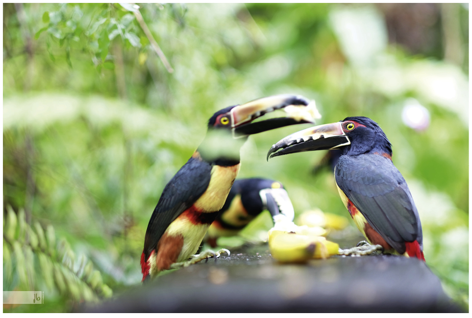 bunte Tukane in Costarica blicken skeptisch in die Kamera