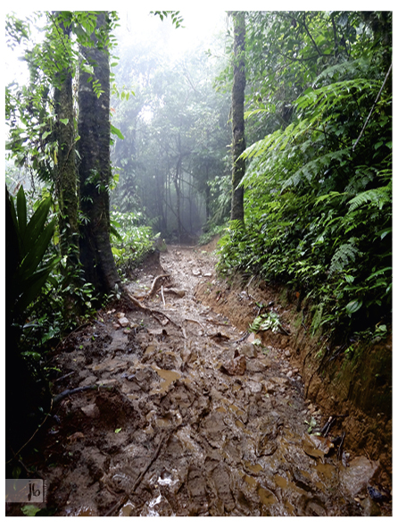 schlammiger Pfad in einem wunderschönen Nebelwald in Costa Rica