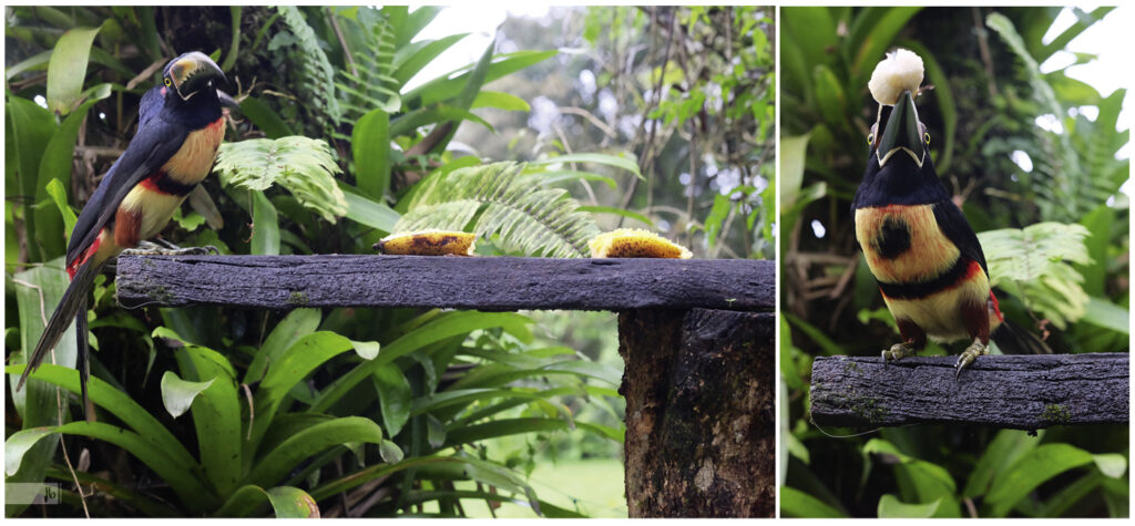 Tukane werden mit Bananen gefüttert