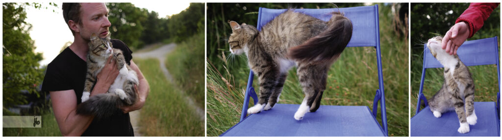 eine Katze, die uns in unserem Zeltlager besucht hat und schmusen wollte.