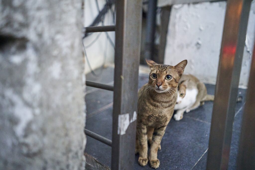 Katze in Bangkok