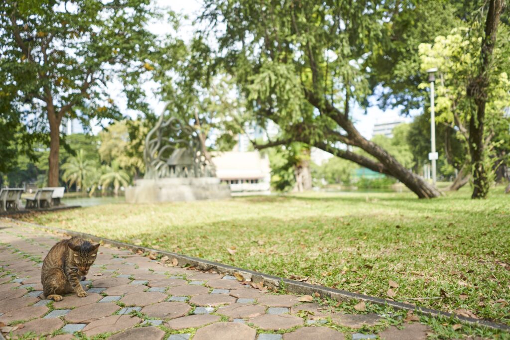 eine Katze putzt sich auf einem Weg im Park in Bangkok