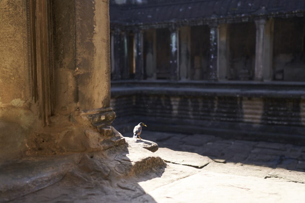 ein Rabe im Tempel in Angkor Wat. 