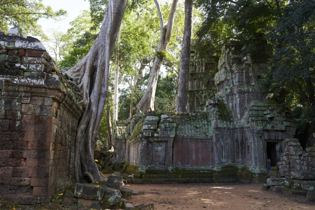 beeindruckende Bäume, die die Ruinen von Ta Prohm überwuchern, dem Tomb Raider Temple