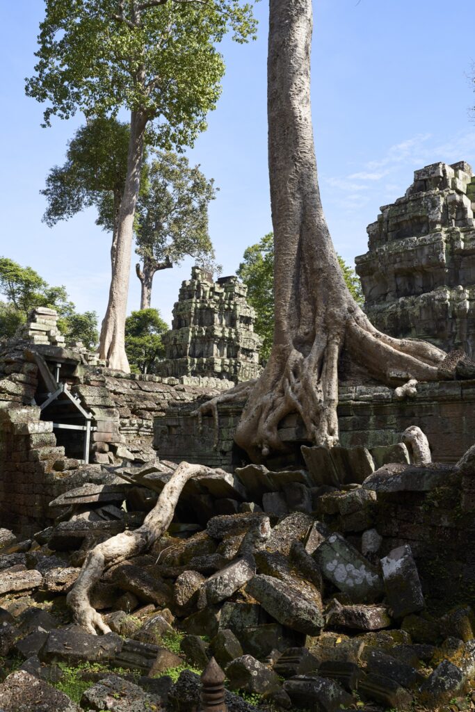 beeindruckende Bäume, die die Ruinen von Ta Prohm überwuchern, dem Tomb Raider Temple