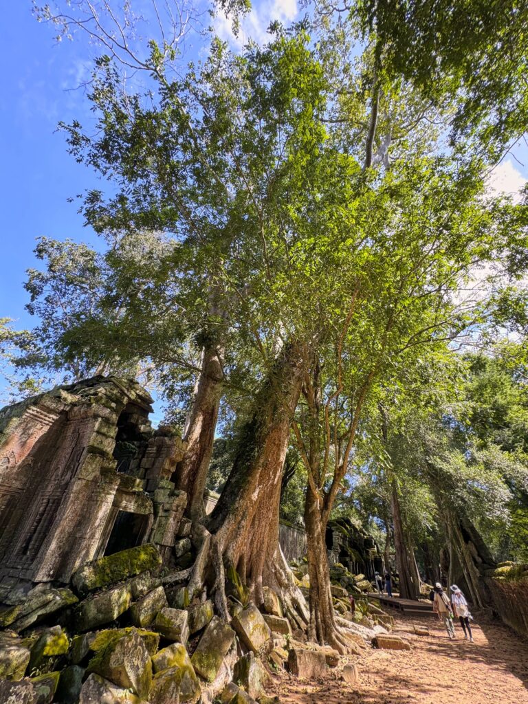 beeindruckende Bäume, die die Ruinen von Ta Prohm überwuchern, dem Tomb Raider Temple