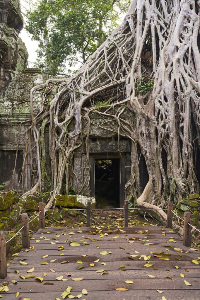 beeindruckende Bäume, die die Ruinen vom Tempel Ta Prohm überwuchern, dem Tomb Raider Temple