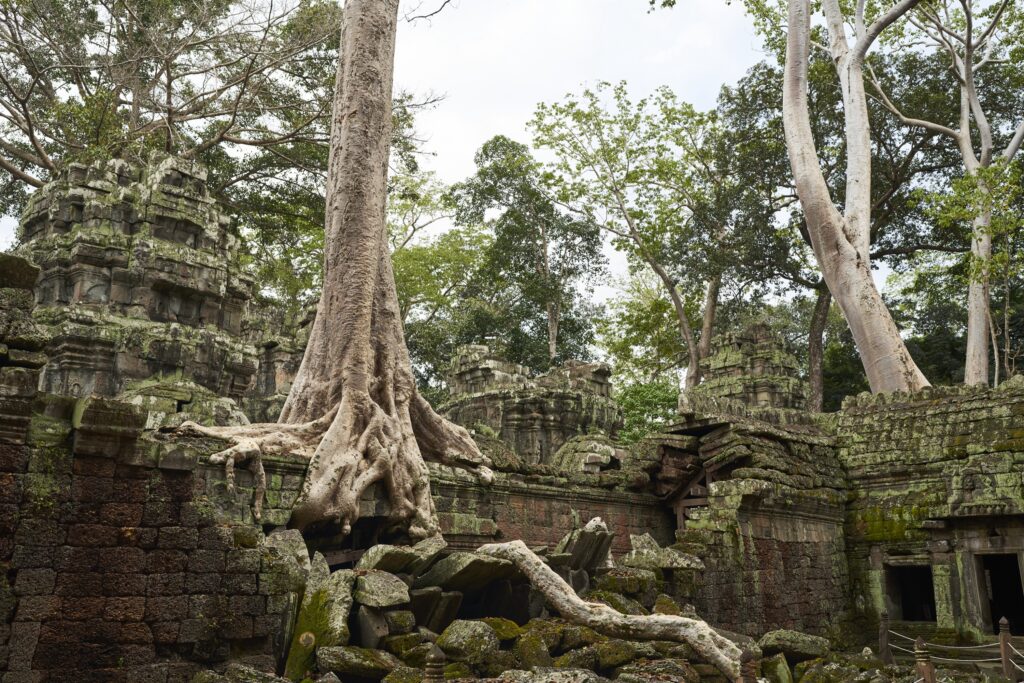 beeindruckende Bäume, die die Ruinen von Ta Prohm überwuchern, dem Tomb Raider Temple