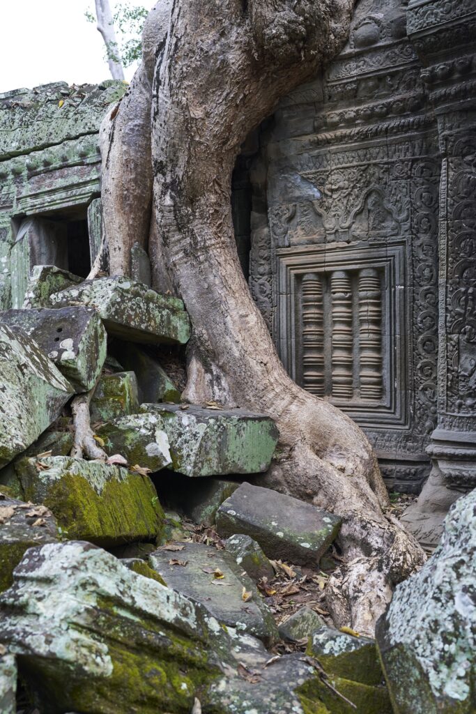 beeindruckende Bäume, die die Ruinen von Ta Prohm überwuchern, dem Tomb Raider Temple, mir seinen schönen Verzierungen und tollen Details