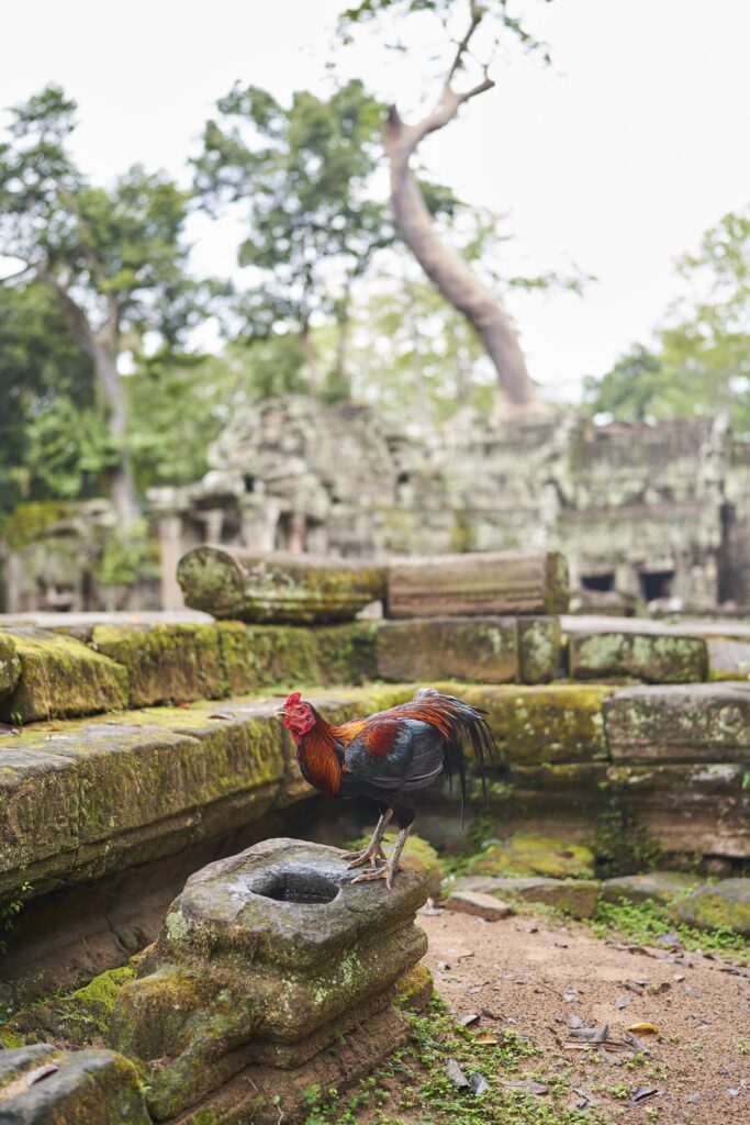 Ein bunter Hahn vor den Toren des Ta Prohm Tempels ins Angkor Wat