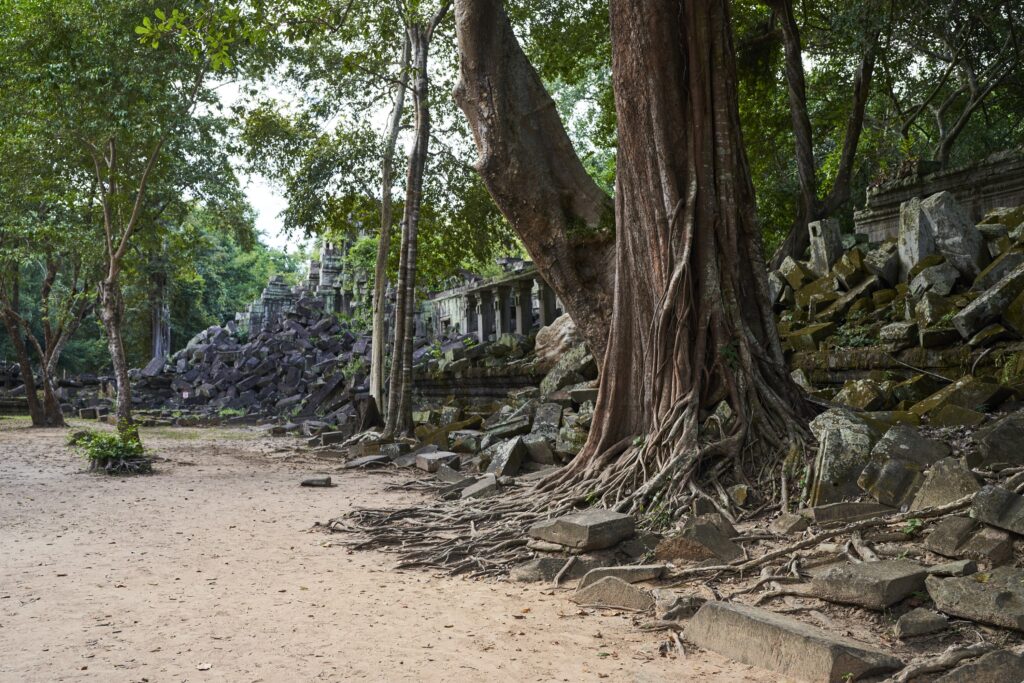 beindruckendes Wurzelwerk der Bäume im Tempel Prasat Beng Mealea in Angkor Wat