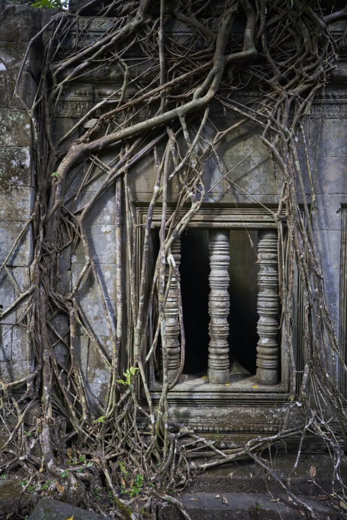 beindruckendes Wurzelwerk der Bäume im Tempel Prasat Beng Mealea in Angkor Wat