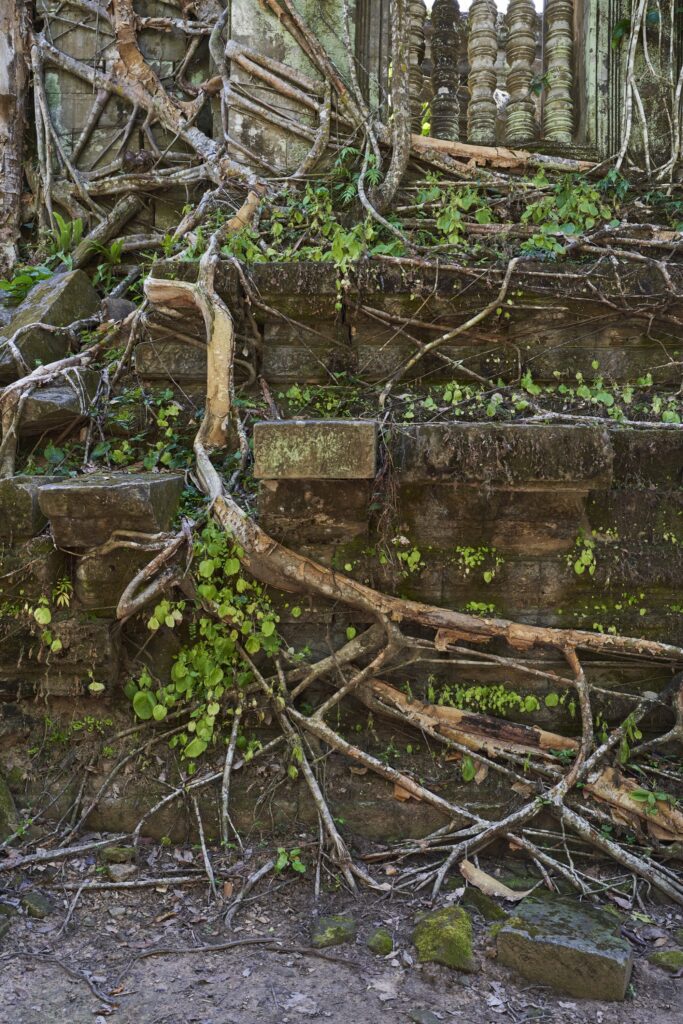 beindruckendes Wurzelwerk der Bäume im Tempel Prasat Beng Mealea in Angkor Wat