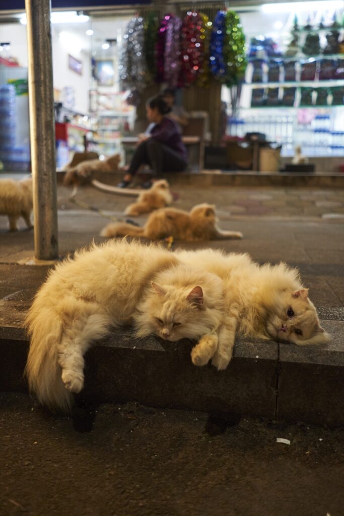 mehrere helle Langharkatzen liegen auf dem Gehweg vor einem Geschäft in Siem Reap