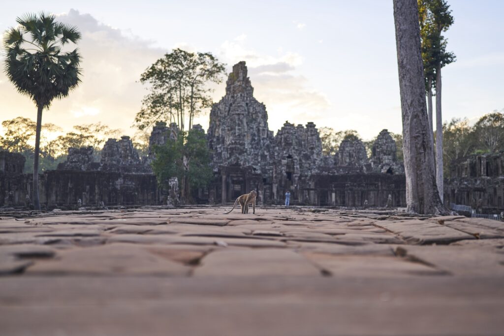 Ein Affe im Bayon Temple in Angkor Wat