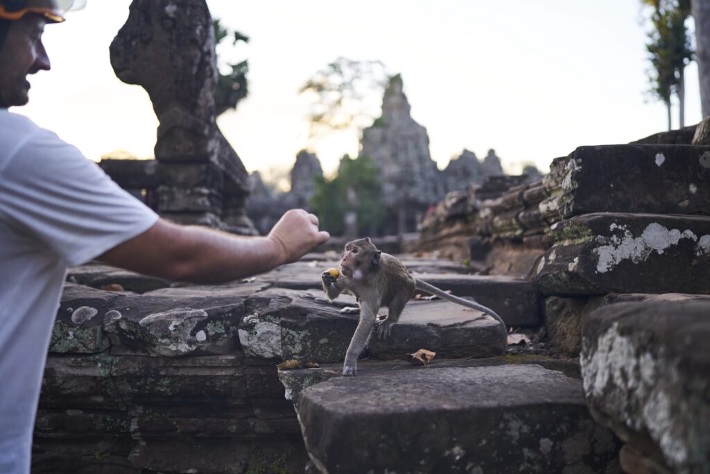 Affen im Bayon Temple in Angkor Wat lassen sich gerne von den Touristen mit Obst füttern