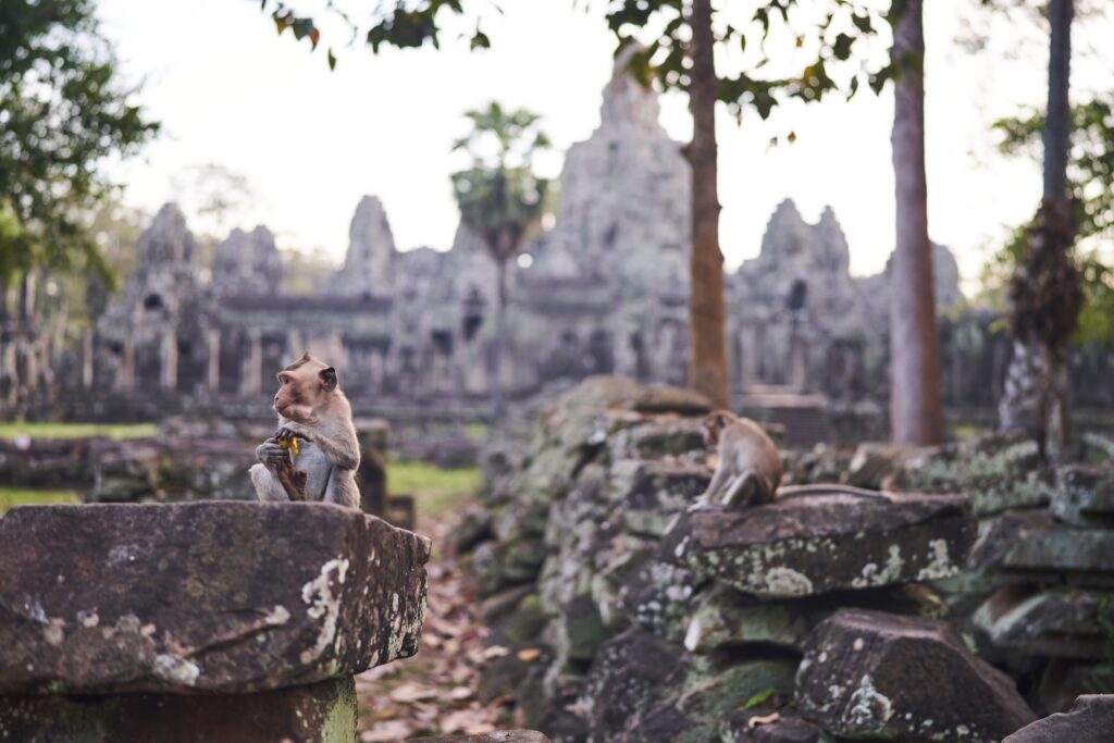 zwei Äffchen vor dem Bayon Temple in Angkor Wat