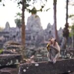 Steine und Bäume, Angkor Wat