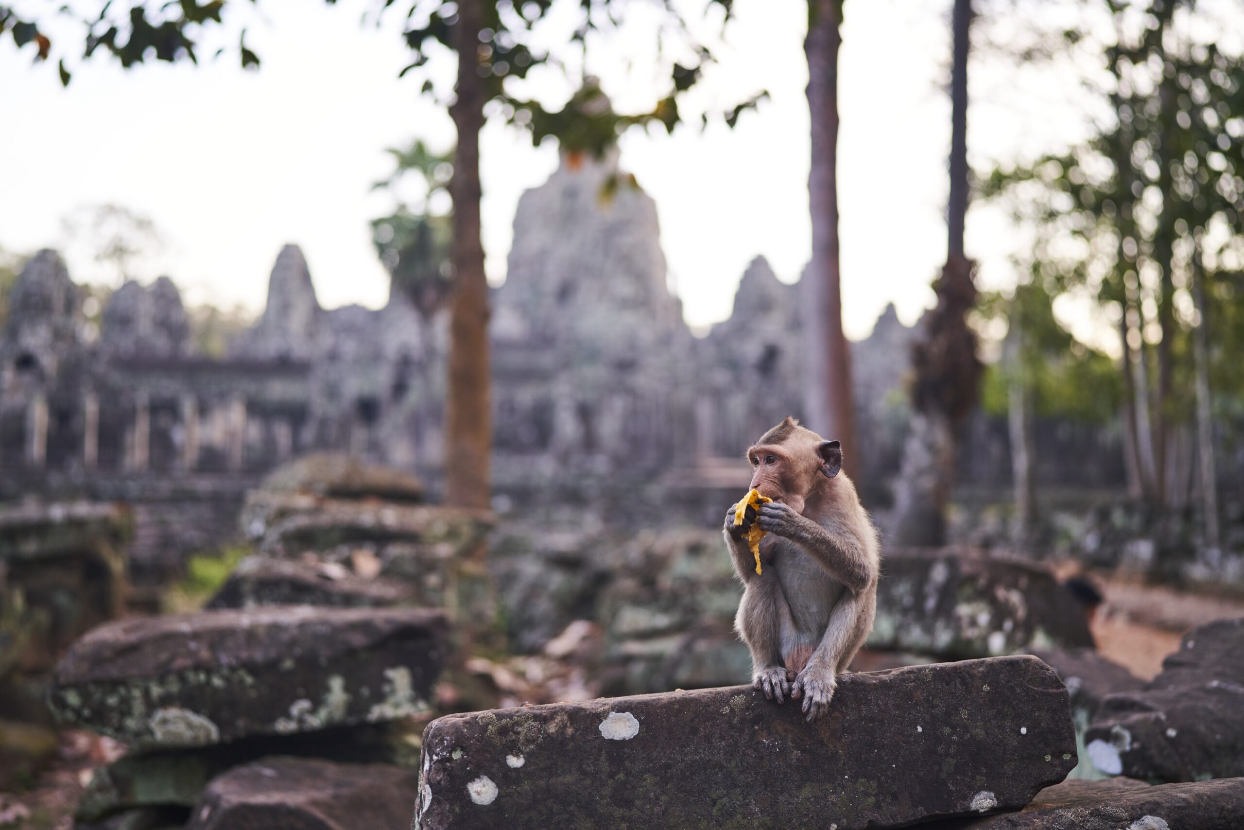 Ein Affe sitzt vor dem Bayon Tempel und frisst eine Banane.