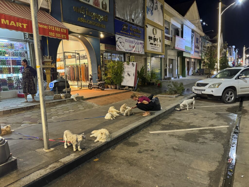 mehrere Katzen sind teilweise angeleint auf dem Gehweg vor einem Geschäft in Siem Reap