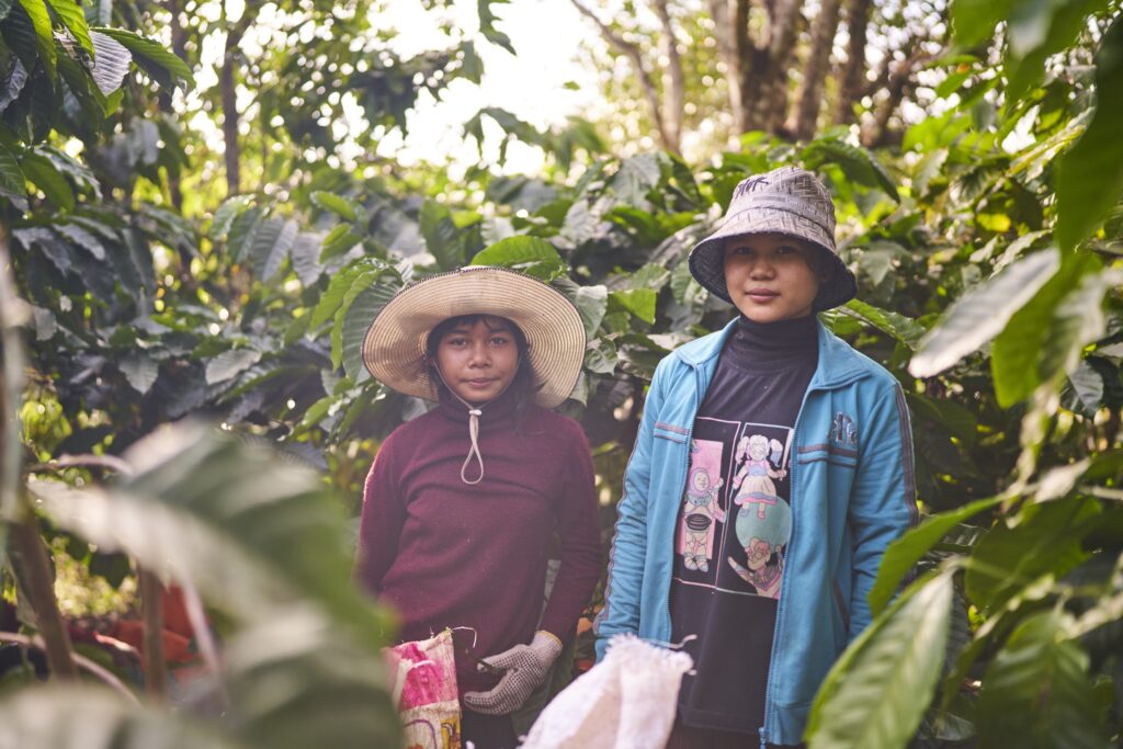 zwei Frauen schauen in die Kamera zwischen Kaffeebohnen in Senmonorom Mondulkiri Province in Kambodscha