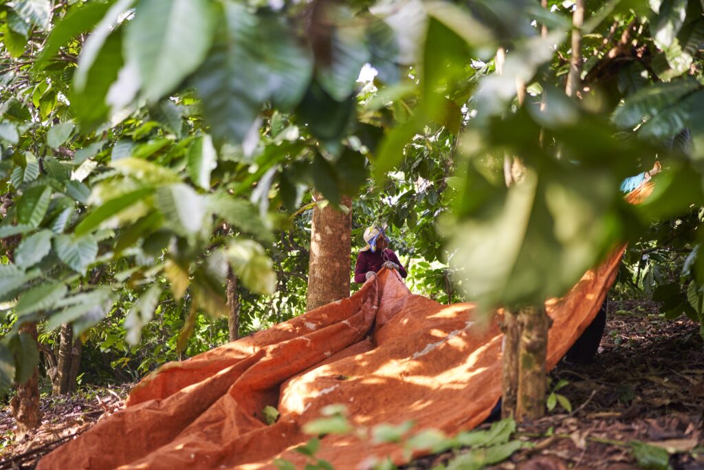 ein Mädchen zieht an der Plane, die die Kaffeebohnen auffangen soll bei der Ernte in der Plantage