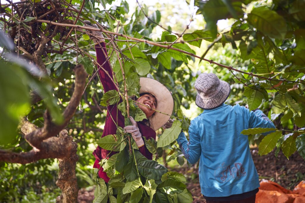 zwei Frauen bei der Ernte von Kaffeebohnen in Senmonorom Mondulkiri Province in Kambodscha