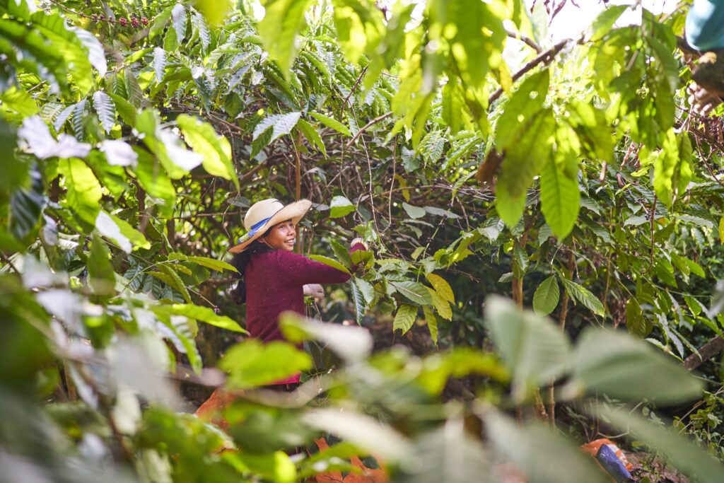 ein Mädchen mit Sonnenhut bei der Ernte von Kaffeebohnen in Senmonorom Mondulkiri Province in Kambodscha