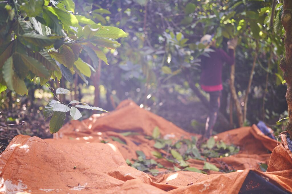 eine große Plane liegt auf dem Boden zum Auffangen von Kaffeebohnen in Senmonorom Mondulkiri Province in Kambodscha