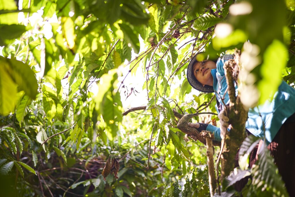 eine Frau im Baum bei der Ernte von Kaffeebohnen in Senmonorom Mondulkiri Province in Kambodscha