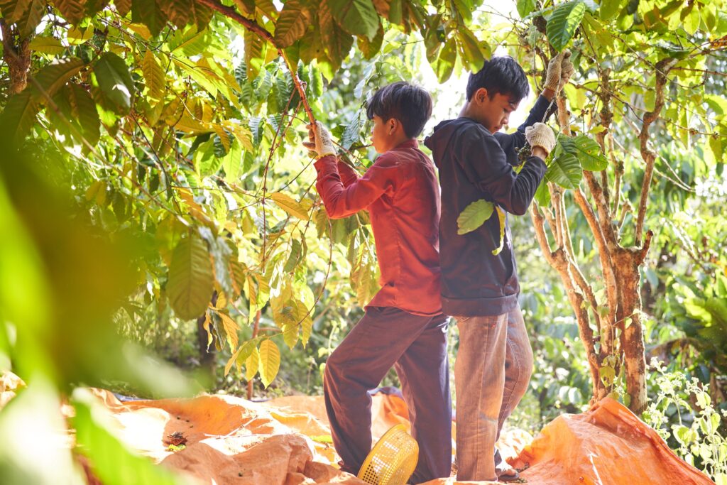 zwei Jungs Rücken an Rücken bei der Ernte von Kaffeebohnen in Senmonorom Mondulkiri Province in Kambodscha