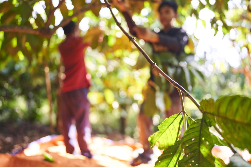 zwei Jungs im Hintergrund bei der Ernte von Kaffeebohnen in Senmonorom Mondulkiri Province in Kambodscha