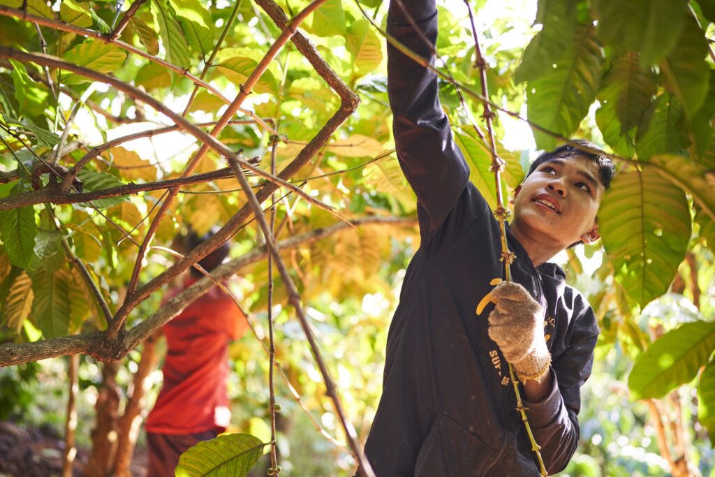 zwei Jungs bei der Ernte von Kaffee Bohnen in Senmonorom Mondulkiri Province in Kambodscha