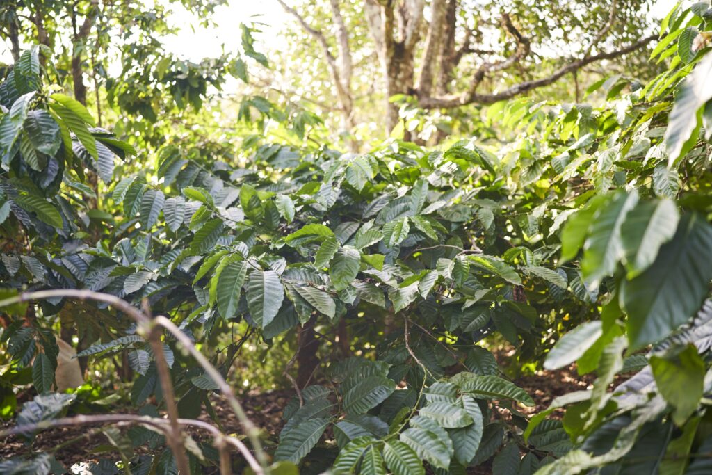 Kaffeeplantage in Senmonorom Mondulkiri Province in Kambodscha