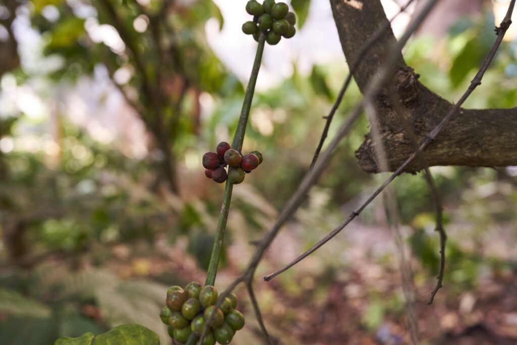 Kaffeebohnen in Senmonorom Mondulkiri Province in Kambodscha